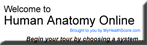 Anatomia